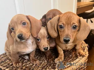 Фото №4. Продажа таксу в Берлине частное объявление - цена договорная