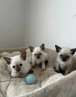 Фото №1. сиамская - купить в Бамберг за 32468₽. Объявление №147240