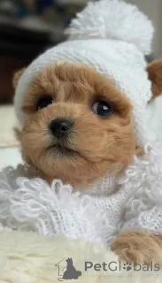 Фото №1. мальтийская болонка - купить в Берлине за договорная. Объявление №164613