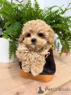 Фото №2 к объявлению №158857 о продаже мальтипу - купить в Германии заводчик