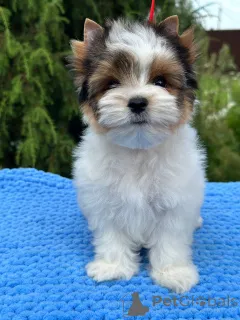 Фото №1. бивер-йоркширский терьер - купить в Орше за договорная. Объявление №146846