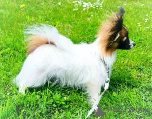 Дополнительные фото: Папийон, Papillon