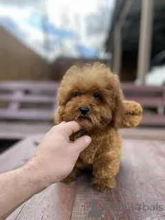 Фото №2 к объявлению №165780 о продаже мальтипу - купить в Украине частное объявление