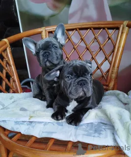 Фото №1.  - купить в Беларусь за 52181₽. Объявление №161650