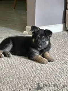 Фото №3. Chiots Berger Allemand в продаже.  Франция