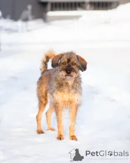 Дополнительные фото: Редкой внешности собачка ищет дом