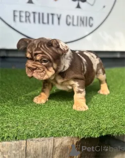 Фото №1. французский бульдог - купить в Bietigheim-Bissingen за 32468₽. Объявление №153466