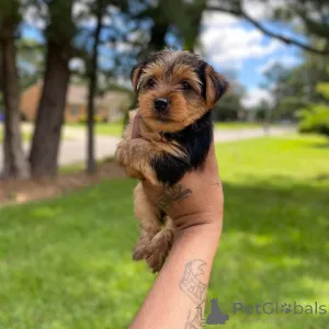 Фото №2 к объявлению №167654 о продаже йоркширского терьера - купить в Германии частное объявление, из приюта