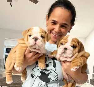 Фото №1. английский бульдог - купить в Гармиш-Партенкирхен за договорная. Объявление №162375