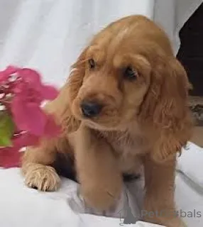 Фото №3. Adorables chiots Английский кокер-спаниель в продаже.  Франция