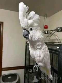 Фото №1.  - купить в Аскаффенбург за договорная. Объявление №167040