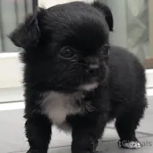 Фото №3. Чиотские чихуахуа в продаже.  Франция