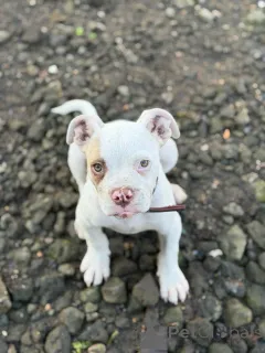 Фото №3. Щенок американского питбультерьера доступен для усыновления!.  Исландия