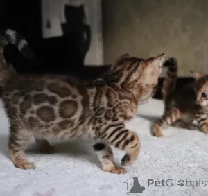 Дополнительные фото: Бенгальские котята на усыновление прямо сейчас