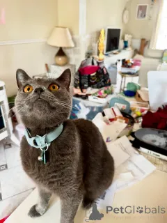 Фото №1. шартрез - купить в Альес за договорная. Объявление №158743