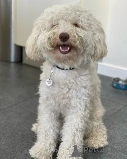 Фото №2 к объявлению №156418 о продаже лабрадудля - купить в Германии частное объявление