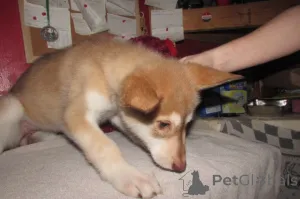 Фото №4. Продажа немецкую овчарку в Чарльстон заводчик - цена 53921₽