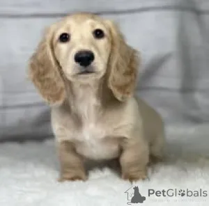 Фото №2 к объявлению №164319 о продаже таксу - купить в Франции частное объявление, заводчик