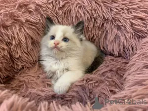 Дополнительные фото: Великолепные потрясающие зарегистрированные родословные котята рэгдолл