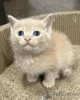 Фото №1. беспородная - купить в Мюнхене за 41745₽. Объявление №150618