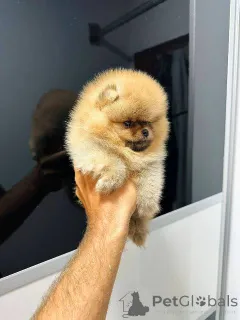 Дополнительные фото: Померанские шпицы высочайшего качества!