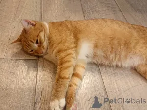 Дополнительные фото: Котик-подросток Василий ищет дом