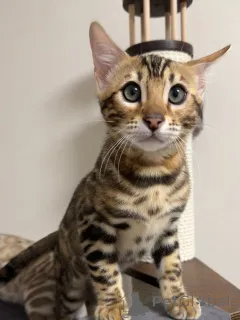 Фото №3. Поприветствуйте Зару, элегантную, любопытную и полную любви! Немного дикий на. Великобритания