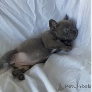 Дополнительные фото: Французский бульдог с потрясающими кристально-голубыми глазами, и да, они