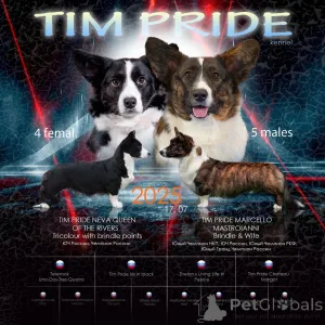 Дополнительные фото: Щенки Вельш-корги кардиган