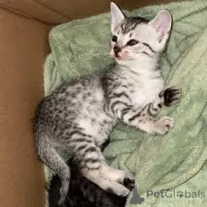 Фото №3. Adorables Chatons Mau égyptiens доступны на вечеринке.. Финляндия