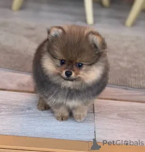 Фото №1. беспородная - купить в Париже за 17626₽. Объявление №162754