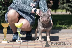 Дополнительные фото: Открыт к вязке отличный парень! ГЛЭМ 