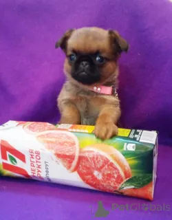 Фото №2 к объявлению №162923 о продаже пти-брабансона - купить в России 