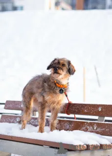 Фото №2 к объявлению №163725 о продаже беспородную - купить в России частное объявление