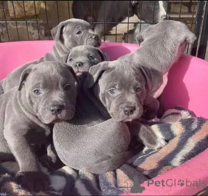 Дополнительные фото: Щенки стаффордширского бультерьера голубого окраса на продажу