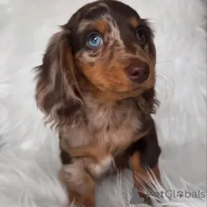 Фото №3. Dachshund щенки.  США