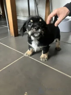 Фото №2 к объявлению №159153 о продаже чихуахуа - купить в США частное объявление