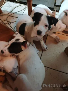 Фото №1. америк.стаффордширский терьер - купить в Киеве за договорная. Объявление №146375