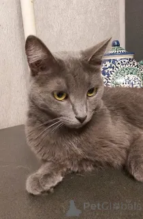 Дополнительные фото: Дымка, русская голубая в добрые руки.