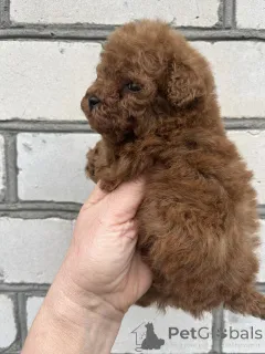Дополнительные фото: Toy poodle /teacup puppies