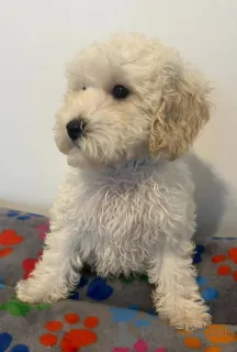 Дополнительные фото: Потрясающие кавапу ищут свой вечный дом