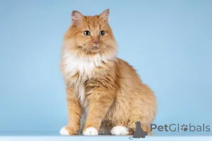 Дополнительные фото: Кошечка Дюймовочка ищет доброе сердце.