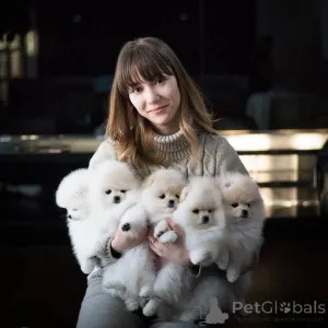 Фото №3. Продаются щенки померанского шпица.  Германия