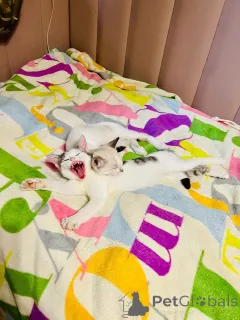 Дополнительные фото: Очаровательный брат с сестричкой в возрасте 4х месяц ищут дом.