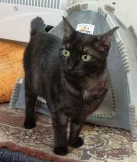 Фото №4. Продам  в Москве реке частное объявление - цена Бесплатно