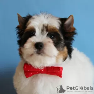 Фото №4. Продажа бивер-йоркширского терьера в Минске  - цена договорная