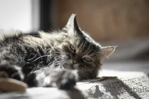 Дополнительные фото: Каждой кошке нужен дом.