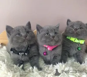 Фото №1. британская короткошёрстная - купить в Франкфурт за договорная. Объявление №162874