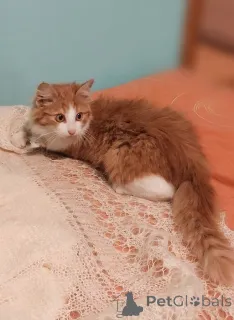 Фото №4. Продам  в Москве реке частное объявление - цена Бесплатно