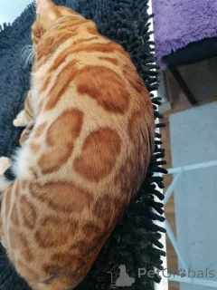 Дополнительные фото: Бенгальский кот Aykamam Amur для разведения